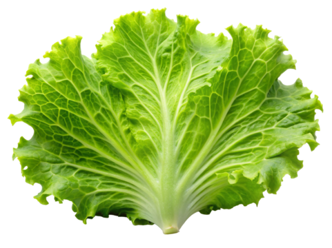 Draggable Lettuce